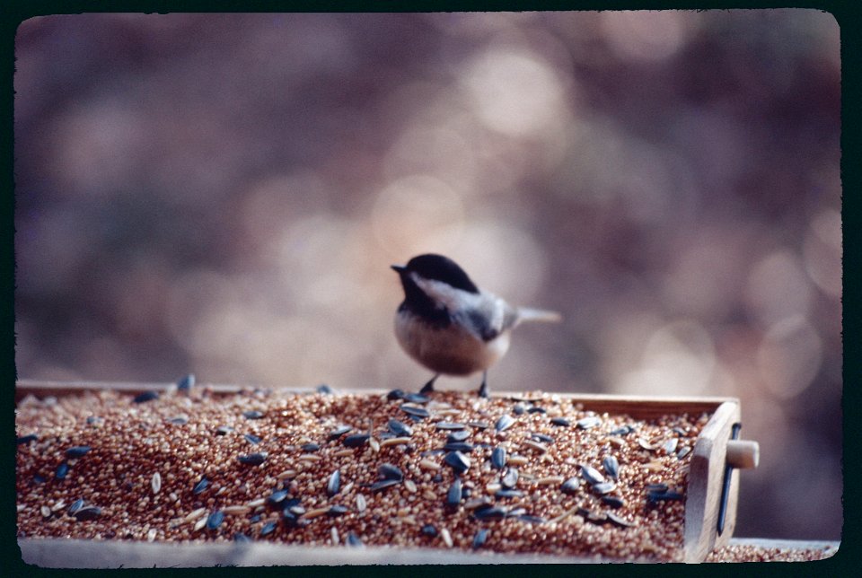 Chickadee at the feeder 1976